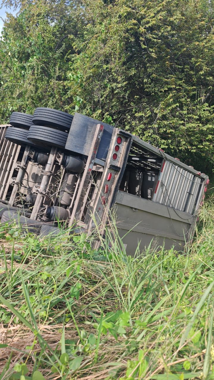 Tráiler con ganado vuelca en el Farallón sobre la carretera federal 180