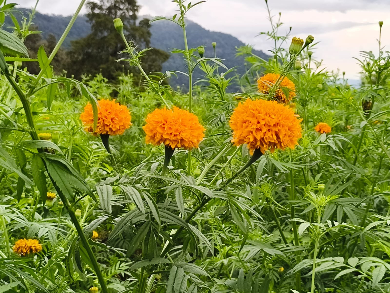 Se alistan en San Pablo Coapan para la cosecha del Cempasúchil