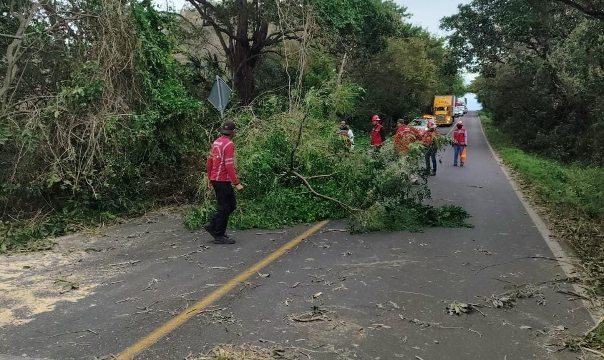 Por fuertes rachas de viento colapsan árboles en la carretera federal Cardel-Poza Rica a la altura del Cerro de los Metates