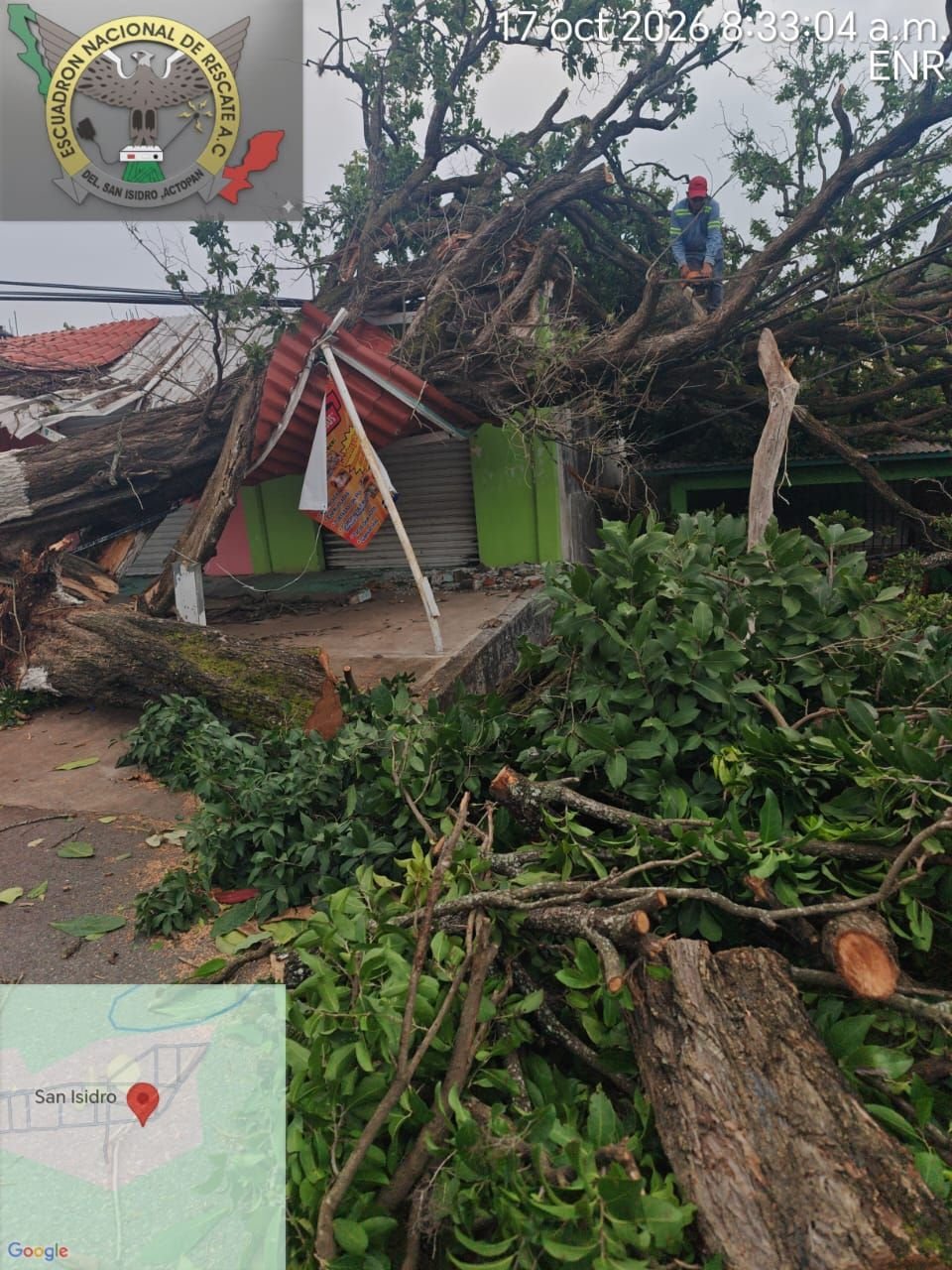 Árbol cae sobre vivienda y local en Tinajitas, Actopan, por fuertes vientos del norte