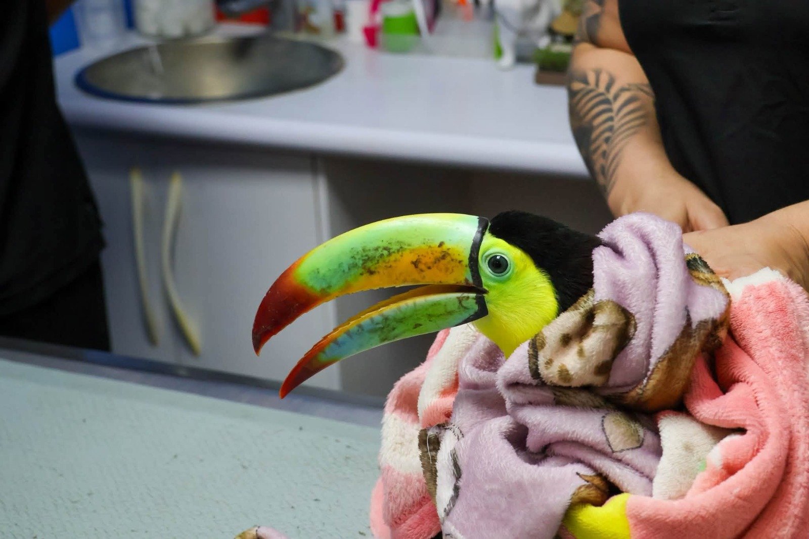 Rescata Ayuntamiento de La Antigua ejemplar de tucán en Ciudad Cardel: fortalece acciones de protección a la fauna